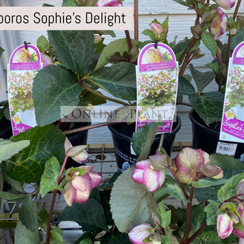 Helleborus x hybridus Sophies Delight