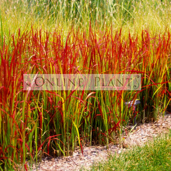 Imperata cylindrica Japanese Blood Grass