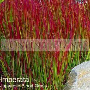 Imperata cylindrica Japanese Blood Grass