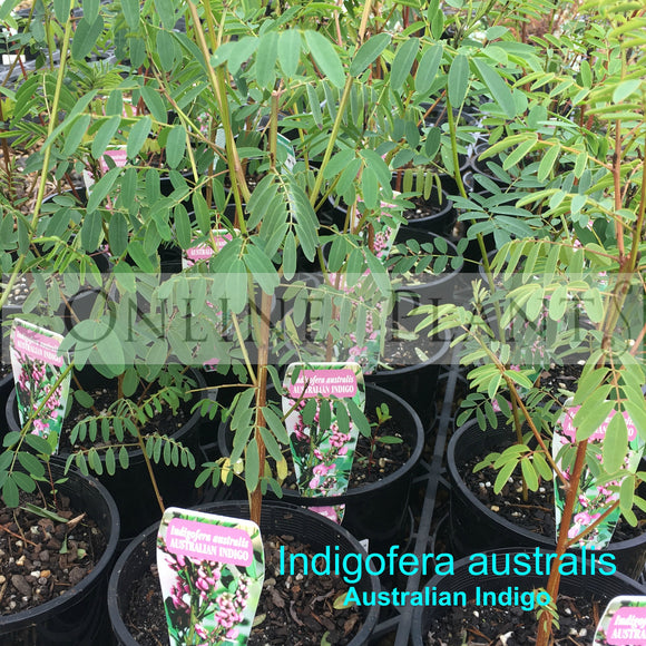 Indigofera Australis 'Australian Indigo' for sale | Online Plants Australia