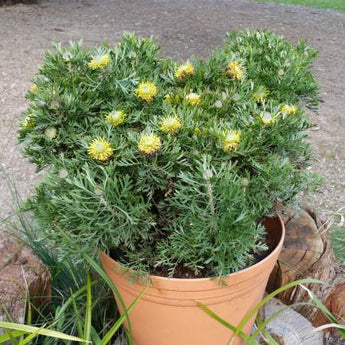 Isopogon Little Drumsticks