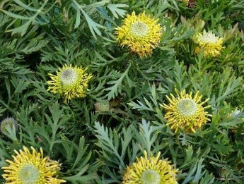 Isopogon Little Drumsticks