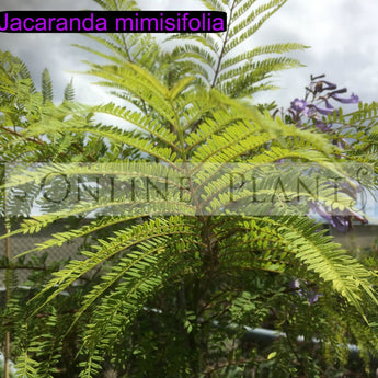 Jacaranda Mimosifolia