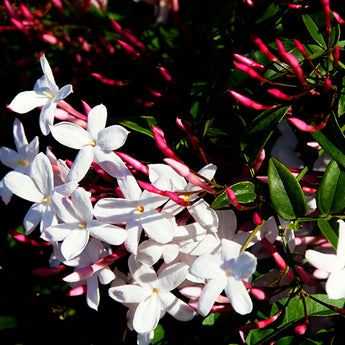 Jasmine Polyanthum