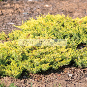 Juniperus Conferta All Gold