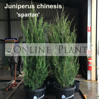 Juniperus Chinensis Spartan