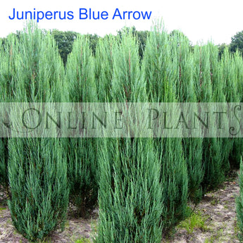 Juniperus  Blue Arrow