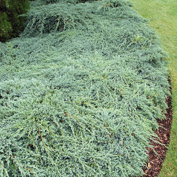 Juniperus Blue Carpet