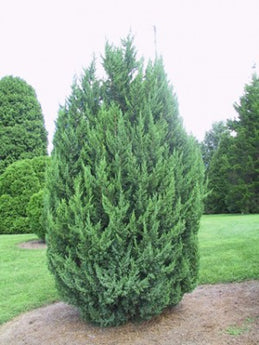 Juniperus Chinensis Pyramidalis