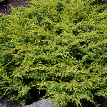 Juniperus Communis Depressa Aurea