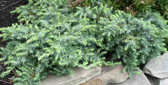 Juniperus Conferta