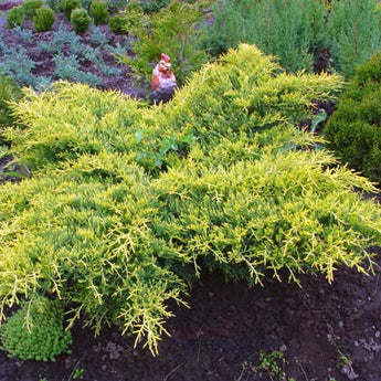 Juniperus Media Gold Star