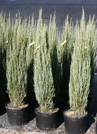 Juniperus Scopulorum Skyrocket