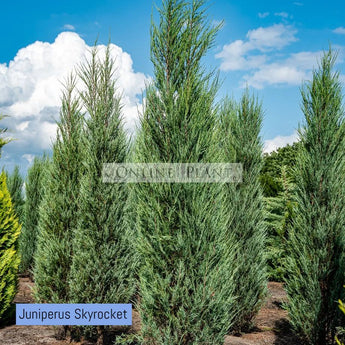 Juniperus Scopulorum Skyrocket