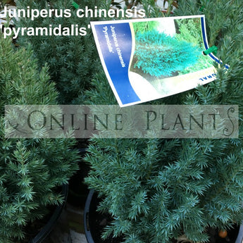 Juniperus Chinensis Pyramidalis