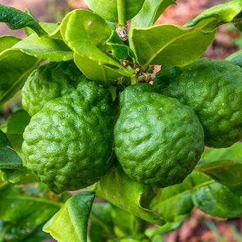 Citrus Tree Kaffir Lime