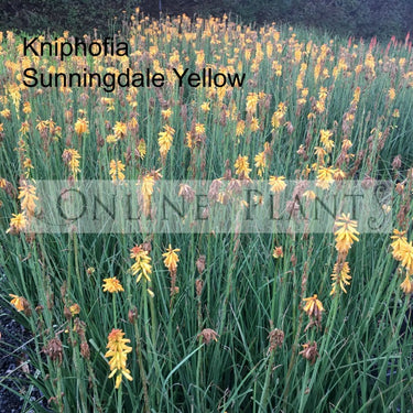 Kniphofia Sunningdale Yellow for Sale - Online Plants Australia