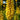 Kniphofia Sunningdale Yellow