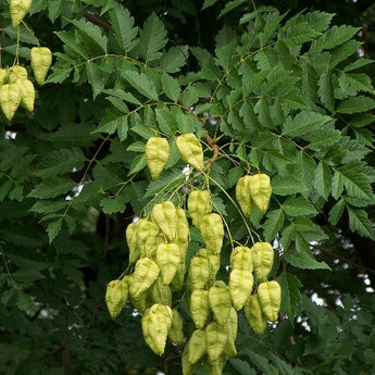 Koelreuteria Paniculata, Golden-rain Tree