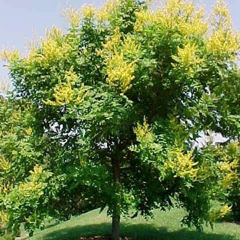 Koelreuteria Paniculata, Golden-rain Tree