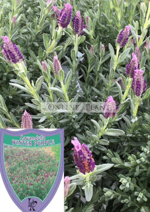 Lavender Winter Purple for Sale - Online Plants Melbourne