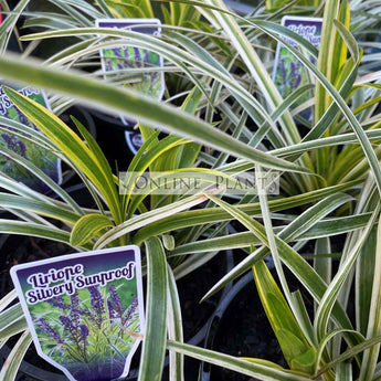 Liriope Variegate Silvery Sundrop