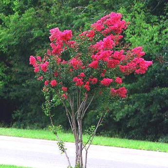 Crepe Myrtle Commanche