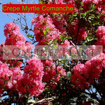 Crepe Myrtle Commanche