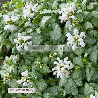 Lamium White Nancy