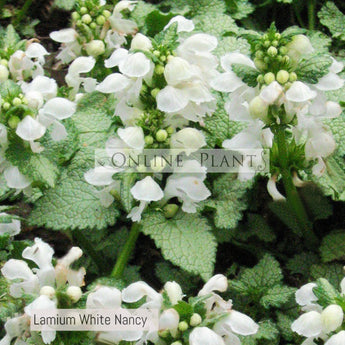 Lamium White Nancy