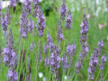 Lavender Grosso