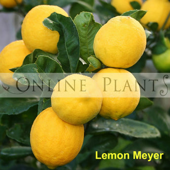 Citrus Tree Meyer Lemon