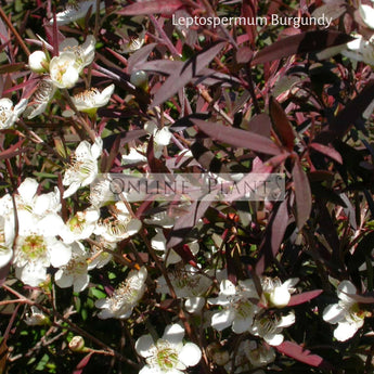 Leptospermum Burgundy