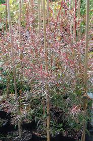 Leptospermum Copper Sheen