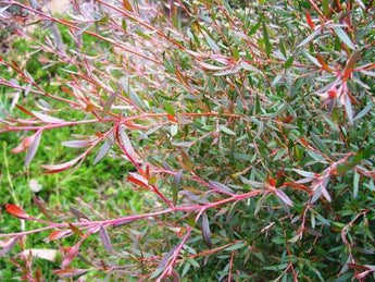 Leptospermum Copper Sheen