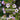 Leptospermum Rotundifolium Lavender Queen