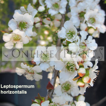 Leptospermum Horizontalis