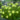 Leucadendron Golden Mitre