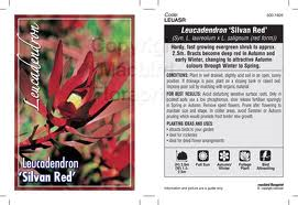 Leucadendron Silvan Red