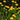 Leucospermum Carnival Yellow