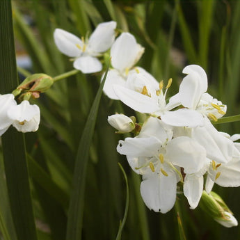 Libertia Formosa