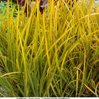 Libertia Ixiodes Goldfingers