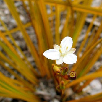 Libertia Ixiodes Goldfingers