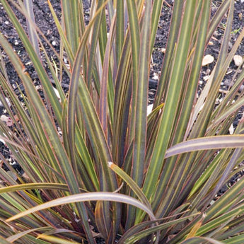 Libertia Taupo Blaze