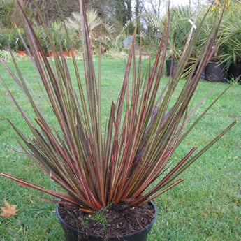 Libertia Taupo Blaze