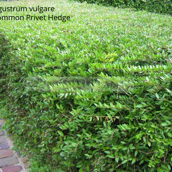 Ligustrum vulgare Common Privet Hedge