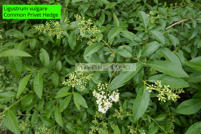 Ligustrum Rotundifolium Japanese Privet For Sale | Online Plants