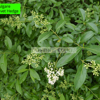 Ligustrum vulgare Common Privet Hedge