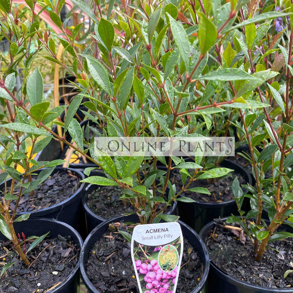 Lilly Pilly Hedge Plants & Tree for Sale - Online Plants Australia