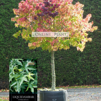 Liquidambar Styraciflua Gumball